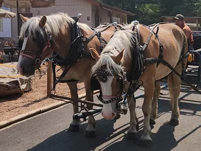 Horse drawn wagon rides at Pineland Camping Park